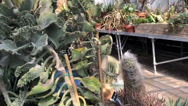 Выставка фиалок и геснериевых в Мэнсфилд, Огайо, США. Часть II. Оранжерея. Роскошные суккуленты! смотреть онлайн