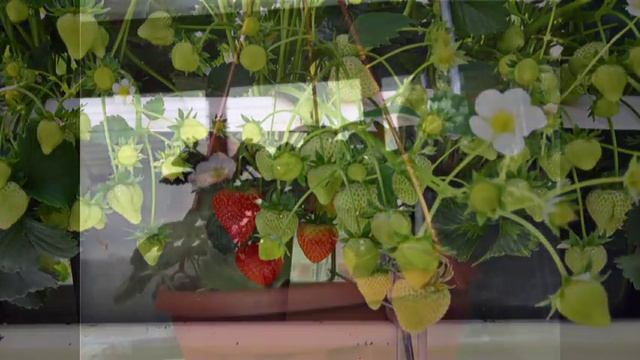 Клубника на балконе всё лето смотреть онлайн