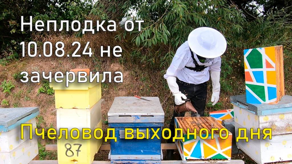 Неплодка от 10.08.24 не зачервила, более ранние матки работаю отлично. Пчеловод выходного дня смотреть онлайн