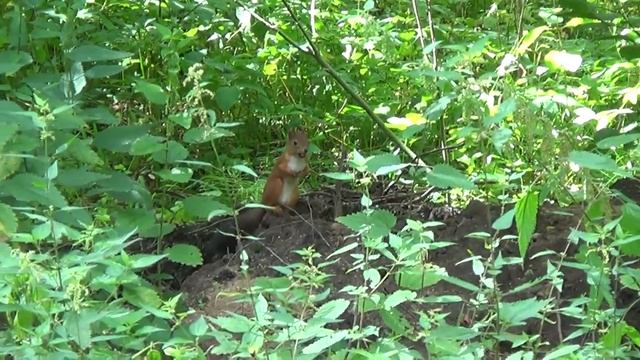 Опять встретили белку! смотреть онлайн