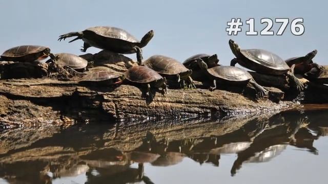 #1276. Черепахи (В мире животных)