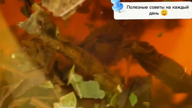 Полезные свойства подорожника!!! смотреть онлайн