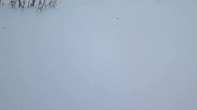 Охотничьи лыжи смотреть онлайн