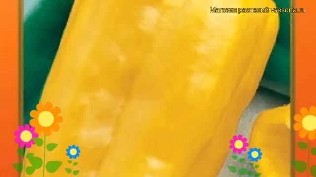 Перец сладкий Желтый бык НК F1. Краткий обзор, описание характеристик cápsicum ánnuum смотреть онлайн