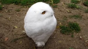 Полярный совёнок...