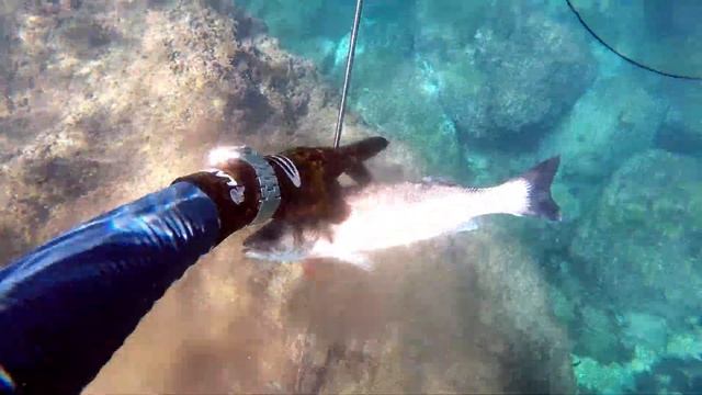 #4 Learn Spearfishing Series - Hunting For Sea Bass