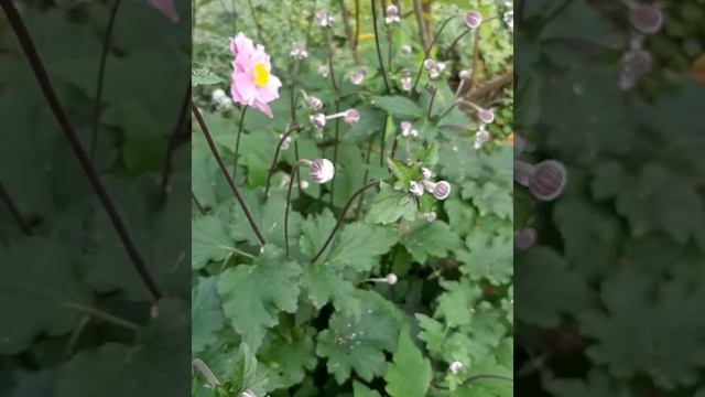 Рубрика "Азбука цветов". Анемона японская #анемона #садфлориста #советыфлориста смотреть онлайн