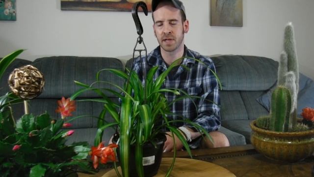 Caring For The Spider Plant (Chlorophytum Comosum)
