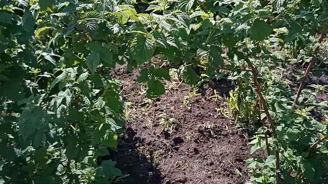 Малина.Посадка.Удобный способ выращивания и уход. смотреть онлайн