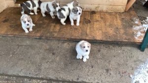 Щенки Алабая кушают мясо | Рацион Алабаев