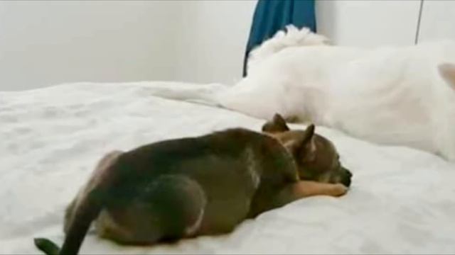 Дети забили этого щенка камнями и палками, но щенок очень хотел жить смотреть онлайн