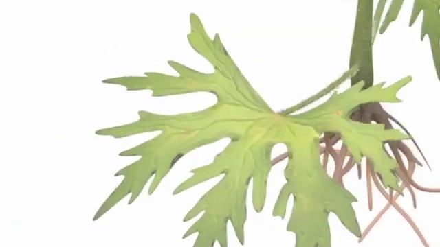 Bodziszek Łąkowy (Geranium Pratense) смотреть онлайн