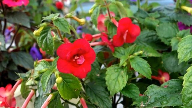 Ахименес Nero смотреть онлайн