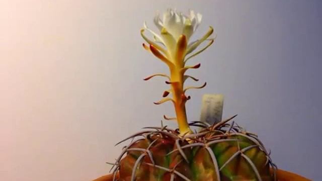 discocactus смотреть онлайн