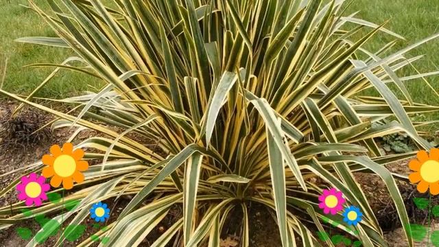 Юкка нитчатая (Bright Edge). Краткий обзор: Юкка нитчатая описание характеристик, где купить саженц смотреть онлайн