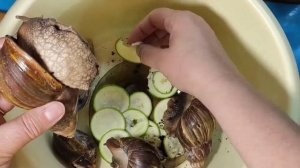 Как Разбудить Улитку Ахатин, После Зимней Спячки...Пробуждение...