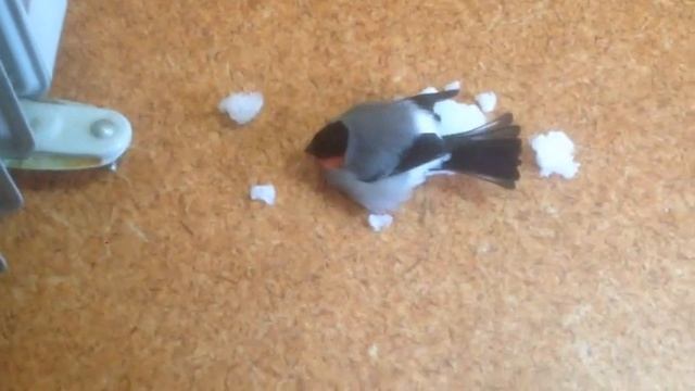 В Южно-Сахалинске спасли снегиря смотреть онлайн