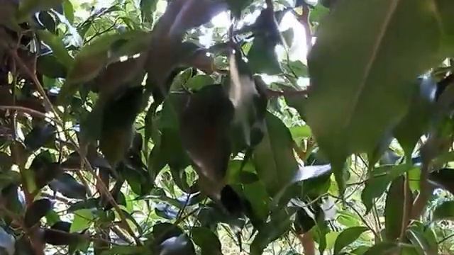 Утреннее приветствие природы. смотреть онлайн