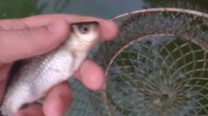 Эксперимент выращиваю карасей в бочке на даче вес 40 грамм видео