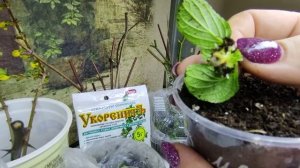 Загнивают черенки гортензий из почки ??Что делать ⁉️Ищем выход из этой ситуации ??