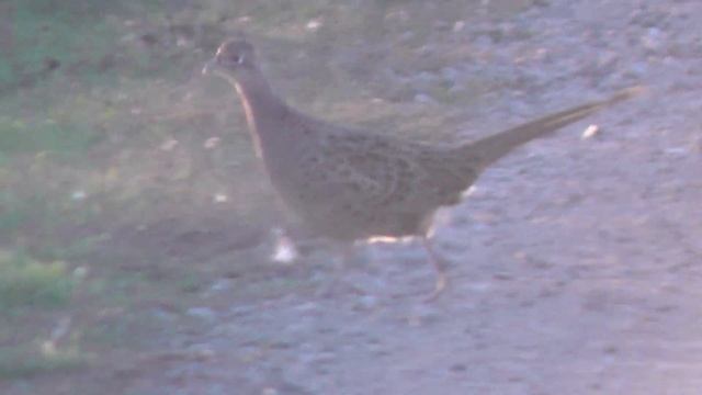 Фазан в дикой природе смотреть онлайн
