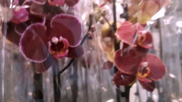 ЦВЕТОЧНЫЙ РЫНОК".ОРХИДЕЯ".// ПОКУПКИ смотреть онлайн