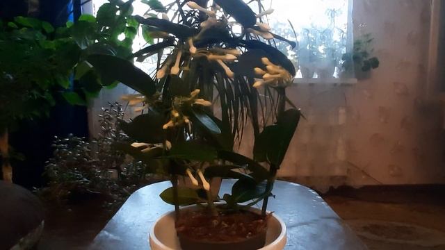 Стефанотис- красивое комнатное растение