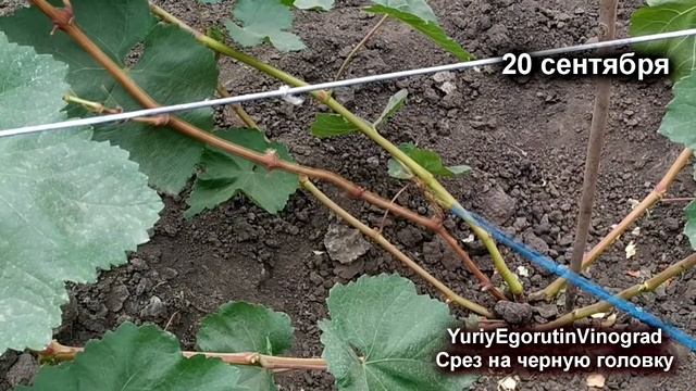 ? Стой! Прежде чем срезать виноград на черную головку, Посмотри мой результат. Омоложение винограда смотреть онлайн