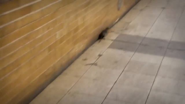 МИР ГЛАЗАМИ ЖИВОТНЫХ / Всё обо всём смотреть онлайн