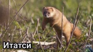 Ласки и хорьки (лат. Mustela)