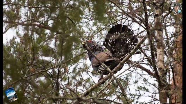 Здравствуй, лес смотреть онлайн