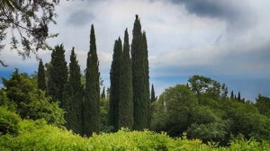 Кипарис – особенности строения вечнозеленых растений