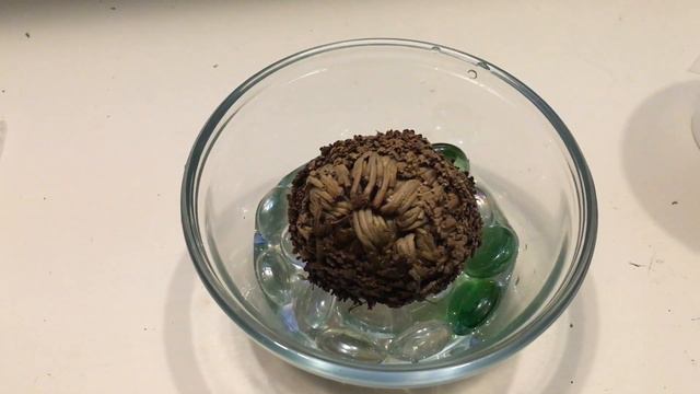 Rose of Jericho how too смотреть онлайн