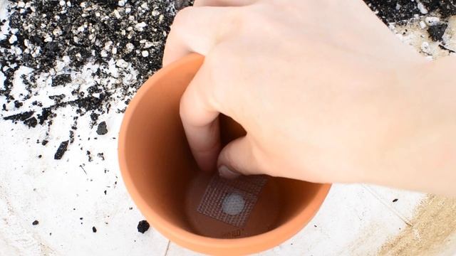 Trasplante De La Suculenta Pachyphytum Oviferum