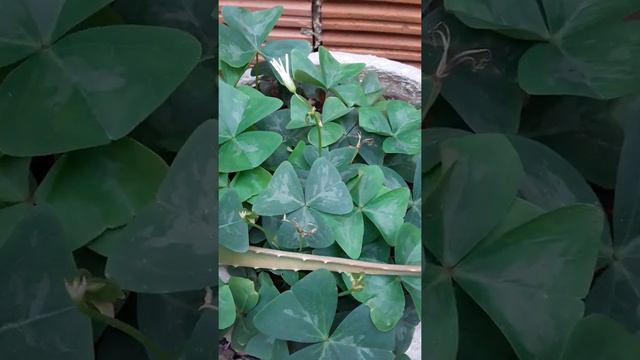 CALADIUM e TREVO, смотреть онлайн