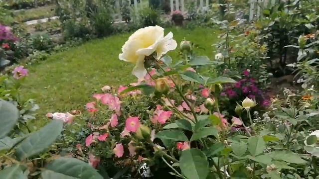 Розы 27 августа 2021.Небольшой обзор. смотреть онлайн