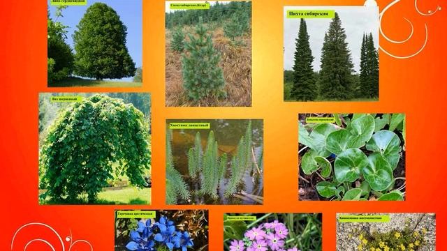 Красная книга Архангельской области смотреть онлайн