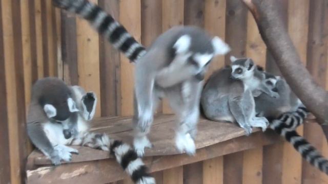 Зарядкой занимаются, других за хвост подтягивают))) Exercises lemurs and others to tighten the tail смотреть онлайн