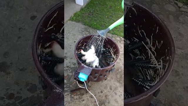 для кур перосъемная машина.0983969550 смотреть онлайн