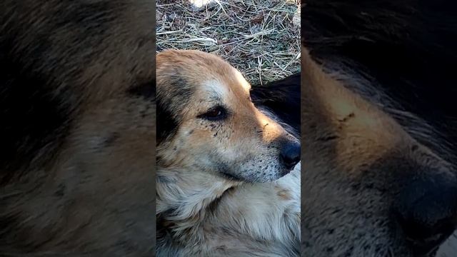 нашли собаку поломаной лапкой((( смотреть онлайн
