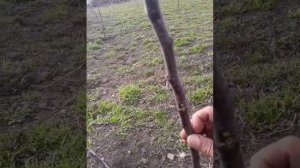 обрезка однолетних яблонь