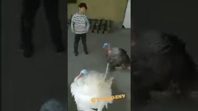 ГУЛГУЛ РАКИСГА ТУШЙАПДИ смотреть онлайн