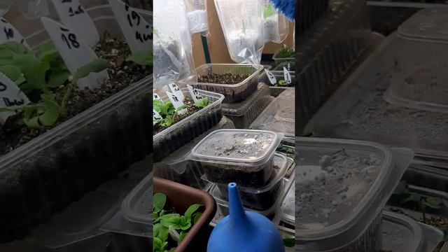 эксперимент!!! укоренение черенков петунии в перлите и грунте ?????? смотреть онлайн