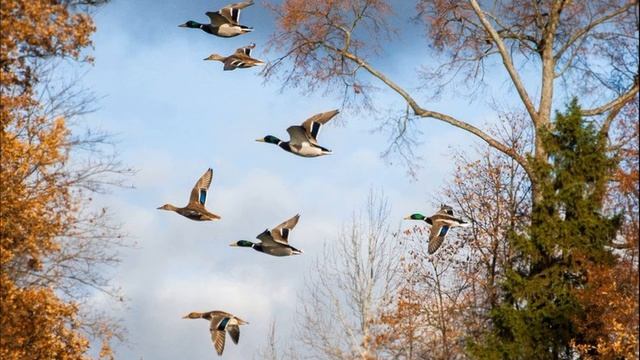 осень и улетают птицы смотреть онлайн