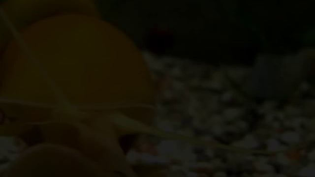 Ампулярия, размножение ампулярий в аквариуме смотреть онлайн