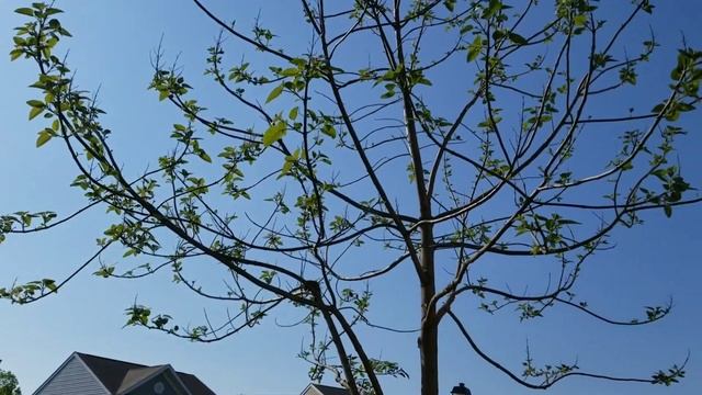 THE EMPRESS TREE GROWS FASTER THAN ANY OTHER TREE I HAVE WITNESSED GROW! смотреть онлайн