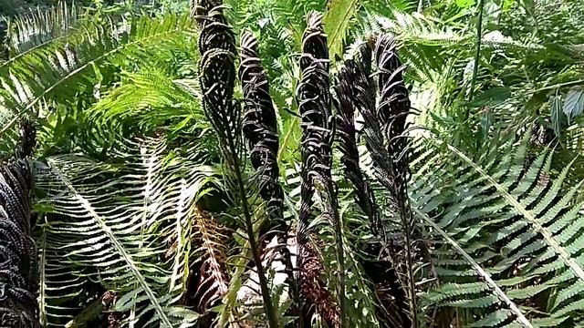 Папоротник СТРАУСНИК оправдывает своё НАЗВАНИЕ! смотреть онлайн