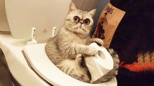 Приколы с  озвучкой ! Смешные коты и собаки! С ОЗВУЧКОЙ! ПРИКОЛЫ С ЖИВОТНЫМИ!