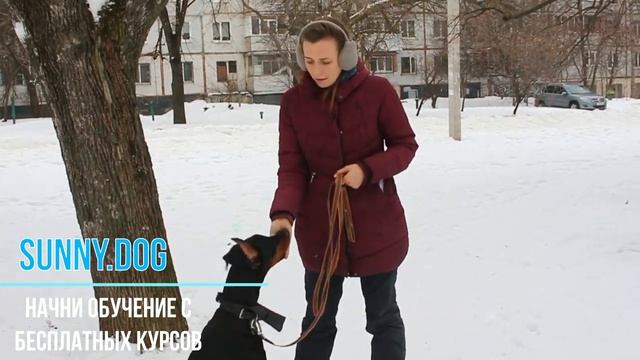 Доберман особенности дрессировки || Характер добермана || Секреты дрессировки добермана смотреть онлайн