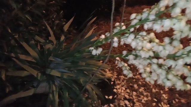 Юкка цветёт. смотреть онлайн